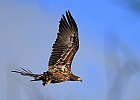 IMG 0571 oern